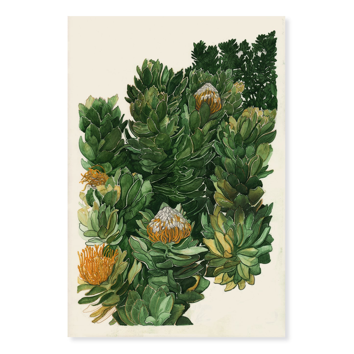 Geelspeldekussings - Yellow Pincushion Proteas | A2 Limited Edition Print