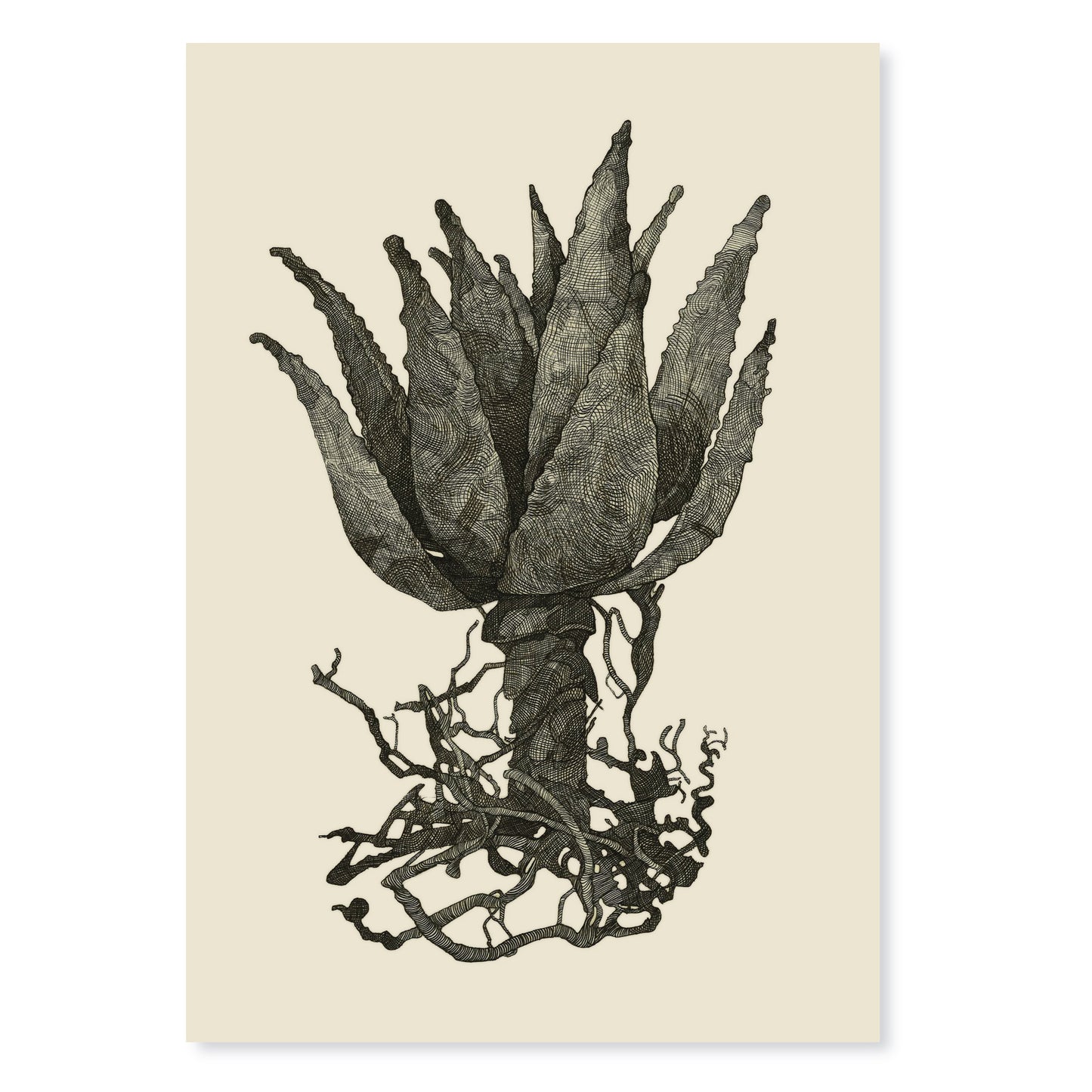 Grondhou - Aloe with Roots | A3 Print