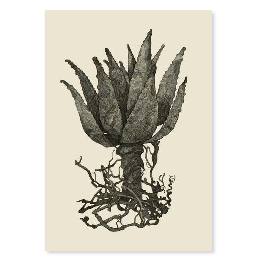 Grondhou - Aloe with Roots | A3 Print