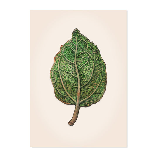 Green Leaf | A4 Print